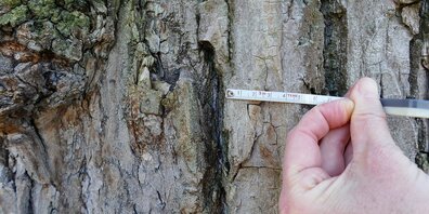 Bäume mit einem Umfang von mehr als 80 cm dürfen schon heute nicht ohne Bewilligung gefällt werden