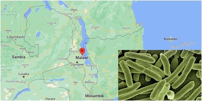 Im südostafrikanischen Land Malawi herrscht eine Cholera-Epidemie. Die Krankheit wird durch Bakterien verursacht (im Bild symbolisch: Kolibakterien).