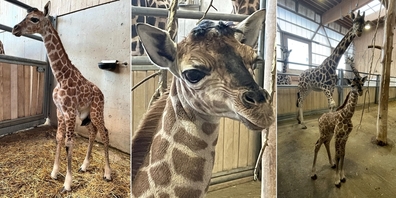 Das jüngste Giraffenkalb ist bei passendem Wetter auch im Aussenbereich der neu sanierten Giraffenanlage zu beobachten.