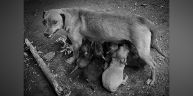 Es ist wichtig, dass zurückgelassene Tiere in diesem Elend sich nicht noch weiter vermehren. (Symbolbild)
