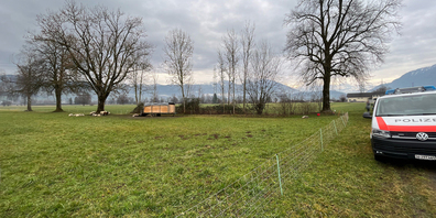 Wegen eines ausser Kontrolle geratenen Hundes mussten in Uznach zehn Tiere einer 28-köpfigen Schafherde eingeschläfert werden.