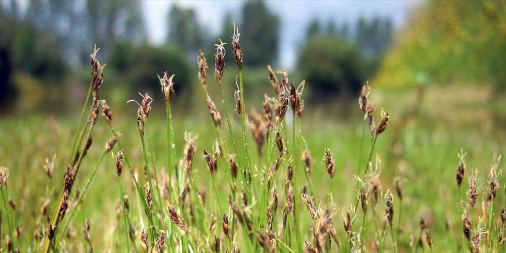 Mit der Sanierung der Grundlochweiher bleibt ein nährstoffreiches Feuchtgebiet mit Riedpflanzen bestehen