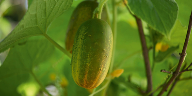 Die Russische Gurke überzeugte agronomisch und kulinarisch. 
