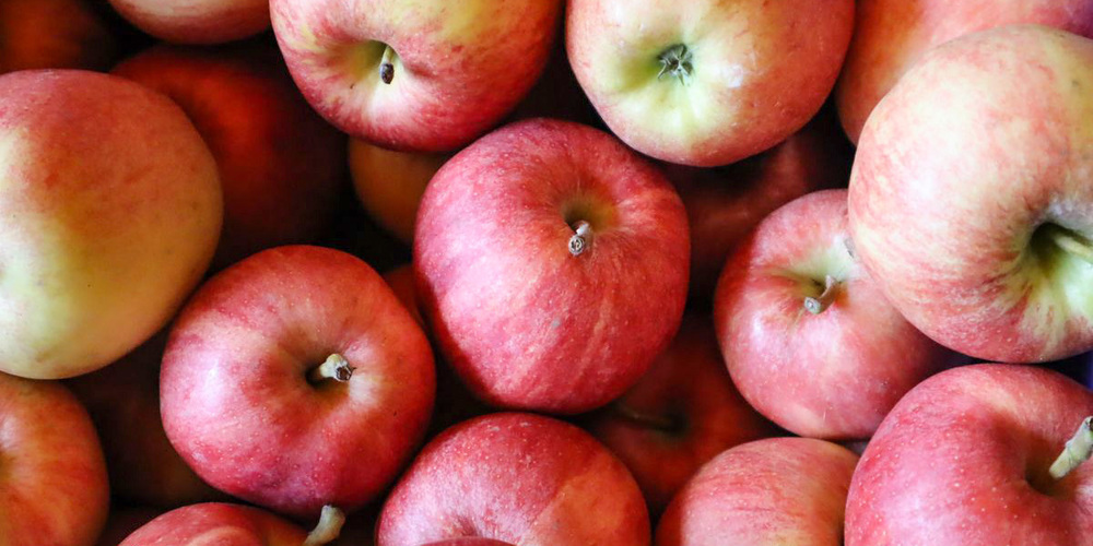 Äpfel können unter kontrollierten Bedingungen Monate, ja sogar Jahre gelagert werden. 