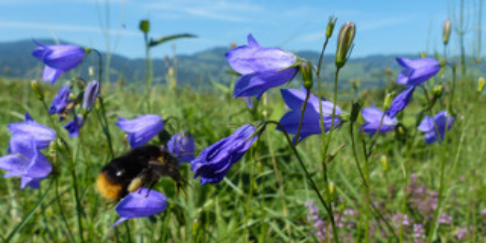 Blüten der Rundblättrigen Glockenblume (Campanula rotundifolia) mit einer Hummel.