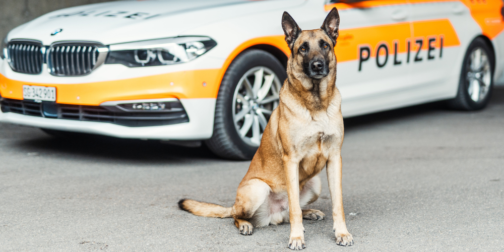 Dank seiner feinen Nase konnte Jasper den Verbrecher schnell ausfindig machen.