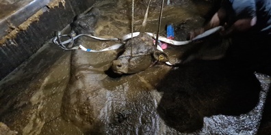 Happy End: Die Tiere waren nach der Rettung aus ihrer misslichen Lage (oben) wohlauf (unteres Bild).Pressebilder