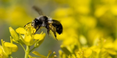 Wildbienen, wie hier die Graue Sandbiene, sind auf ein vielfältiges Nahrungsangebot  angewiesen.