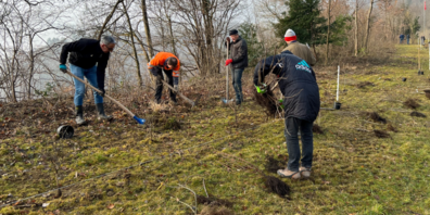 Mitglieder des Rotary-Clubs Rheintal, Grundeigentümer und Pächter pflanzten ökologisch wertvolle Sträucher