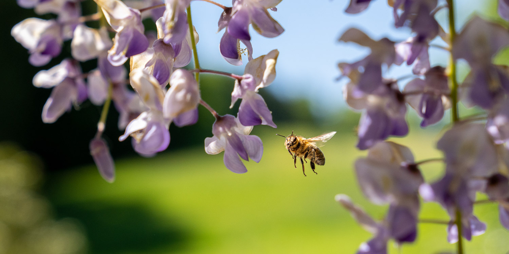 Wildbienen sind auf ein vielfältiges Nahrungsangebot angewiesen.