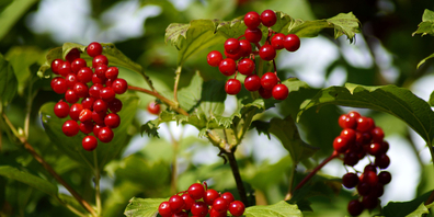 Auch ein Gewöhnlicher Schneeball kann bestellt werden