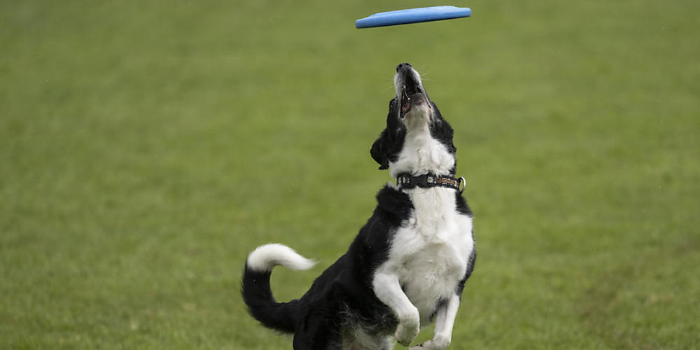 Hunde können mit den Augen pro Sekunde mehr Veränderungen ausmachen als Menschen. (Archivbild)