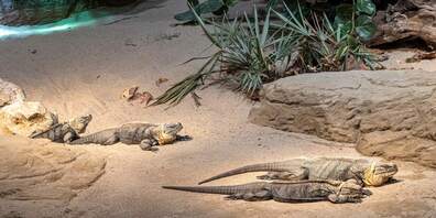 Karibik im Australienhaus des Zoos Zürich: die frisch zugezogenen Exuma-Wirtelschwanzleguane.