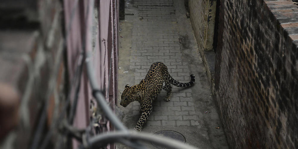 ARCHIV - Ein Leopard irrt in einem Wohngebiet umher. Foto: -/AP/dpa