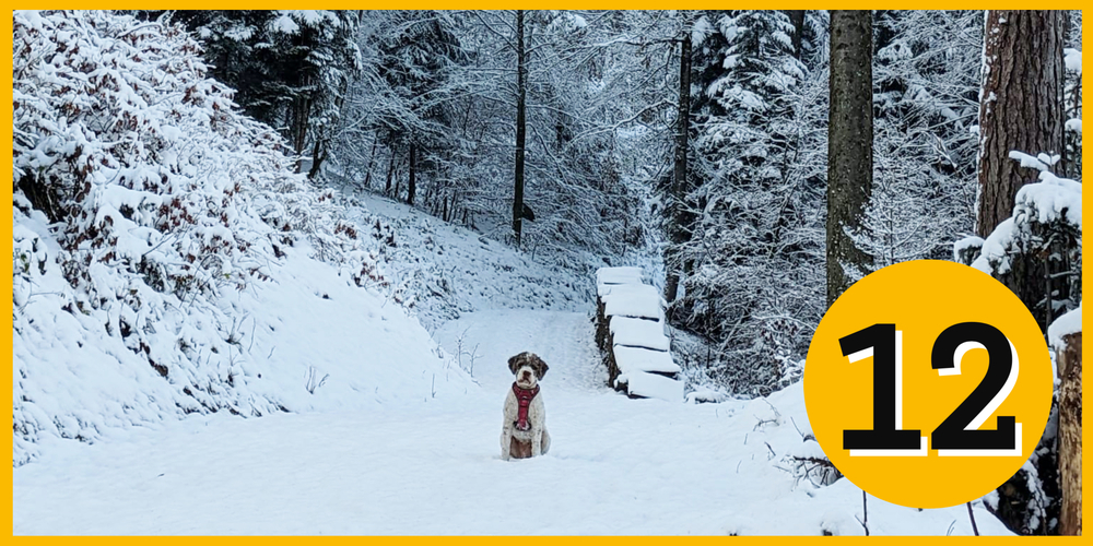 Wieder einmal Schnee bis ins Flachland im Dezember 2022. 