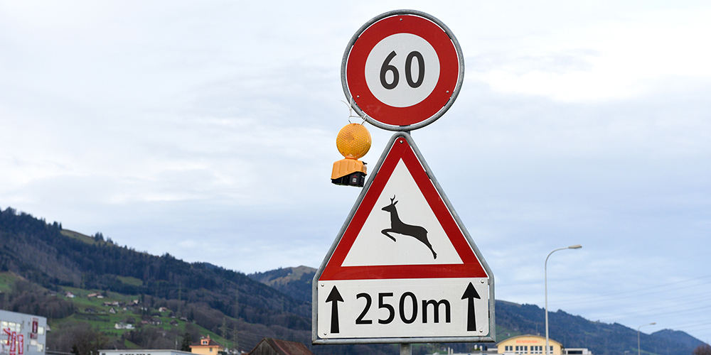 In Ausserschwyz gibt es vier sogenannte «Hot-Spots», wo besonders viele Wildtiere im Strassenverkehr ums Leben kommen. 