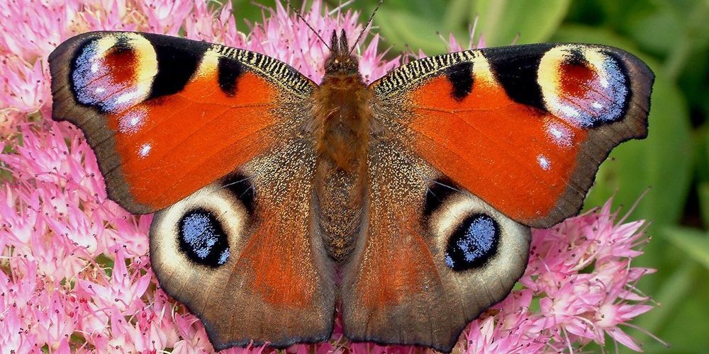 In den letzten viel zu warmen Tagen wurden sogar Pfauenaugen gesichtet