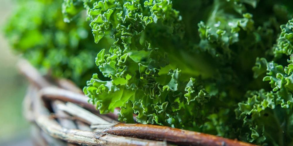 Federkohl hält Temperaturen bis -15 Grad Celsius aus. 