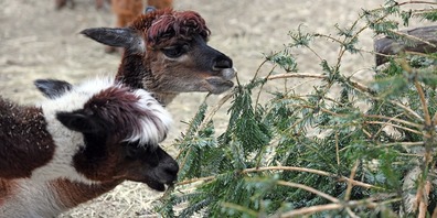 Fein: Nicht gebrauchte Weihnachtsbäume werden nun von Zootieren wie Alpaka, Lama und Vikunja verspiesen. 