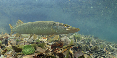 Der Hecht – Fisch des Jahres 2023. Bild Rainer Kühnis/SFV