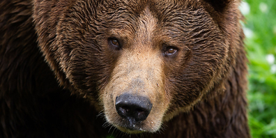 Die Bären im Wildnispark Zürich spüren die warmen Temperaturen.