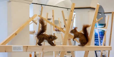 Über dreissig Eichhörnchen beleben die Ausstellung im Seemuseum.