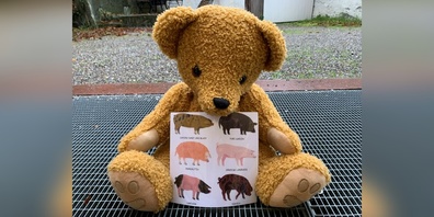 Diesmal gibt es Geschichten über Schweine.