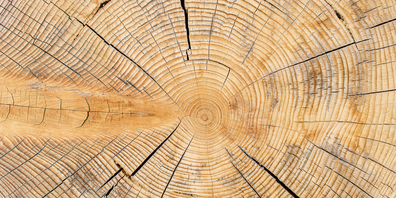 Baumringe können nicht nur Aufschluss über frühere Werte der Luftverschmutzung geben, sondern auch über vergangene Klimabedingungen oder Ereignisse wie Vulkanausbrüche.