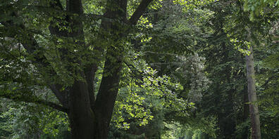 Der Friedhof Sihlfeld ist ein grosser Park: Dessen Nutzung sorgt für Konflikte. (Archivbild)