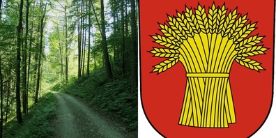 Insgesamt werden rund 400 Kubikmeter Holz gefällt. (Symbolbild)