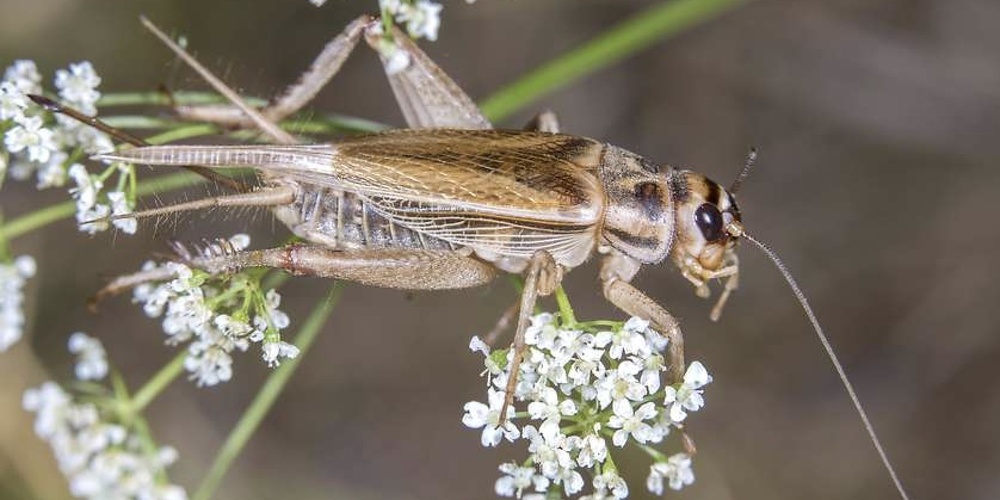 Die vietnamesische Hausgrille