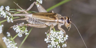 Die vietnamesische Hausgrille