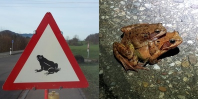 Die Sperrung in der Schonzeit findet in der Regel von März bis April statt. (Symbolbild)