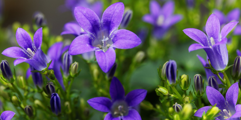 Die rundblättrige Glockenblume gehört zu den einheimischen Wildpflanzen.