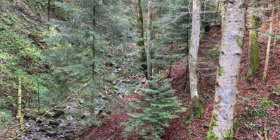Schutzwald im Brendentobel oberhalb Altstätten