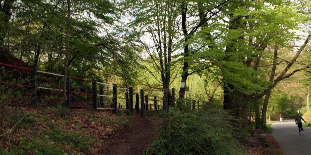 Wald und Wild sind auf Anpassungen angewiesen.