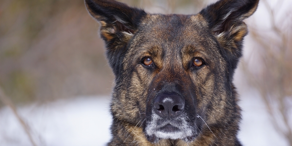 Der attackierende Schäferhund musste erschossen werden (Symbolbild)
