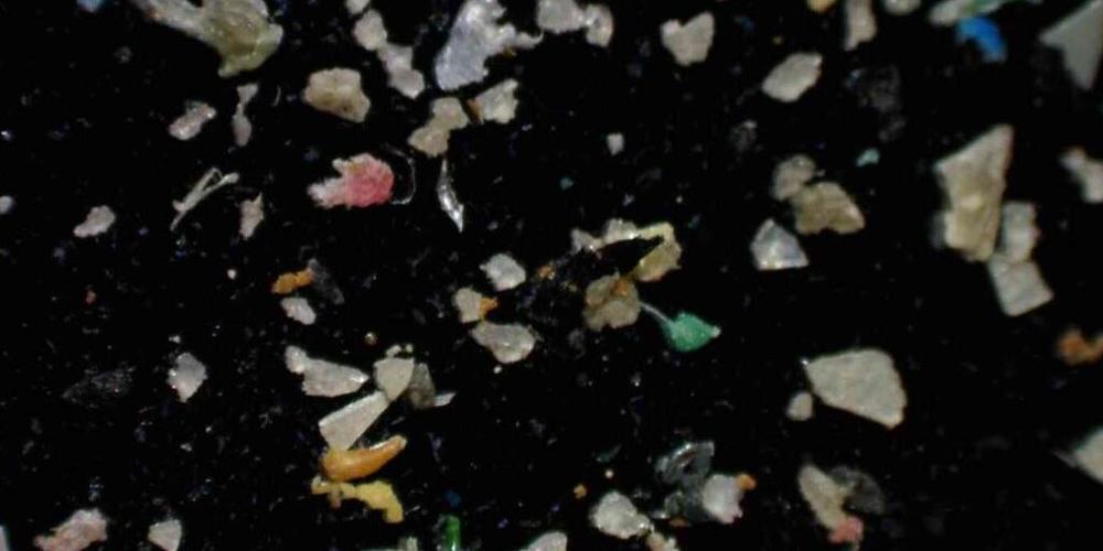 Im Vierwaldstättersee gefundene Mikroplastikteile, durch das Mikroskop vergrössert.