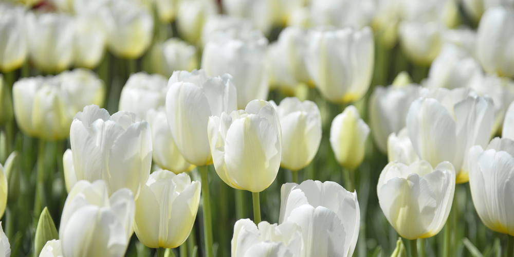 Der Frühling ist da – Zeit für Musikgenuss. 