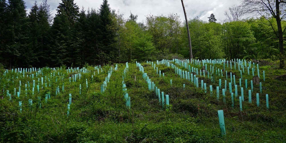 Der Tägernauer Wald soll unmittelbar wieder aufgeforstet werden. (Symbolbild)
