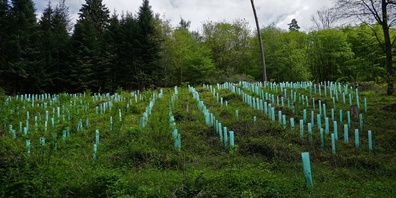 Der Tägernauer Wald soll unmittelbar wieder aufgeforstet werden. (Symbolbild)