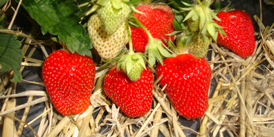 Auch Erdbeeren werden im Linthgebiet produziert.