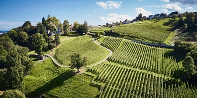 Blick auf die Arenenberger Reben.