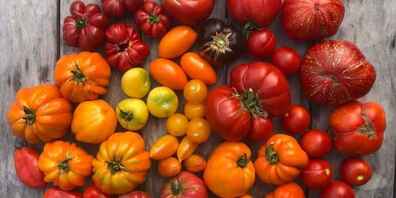 Auf dem Hof werden über 50 Tomatensorten angebaut – und natürlich noch viel mehr.