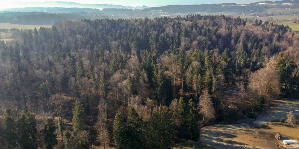 So sieht der Wald im Tägernauerholz heute aus.