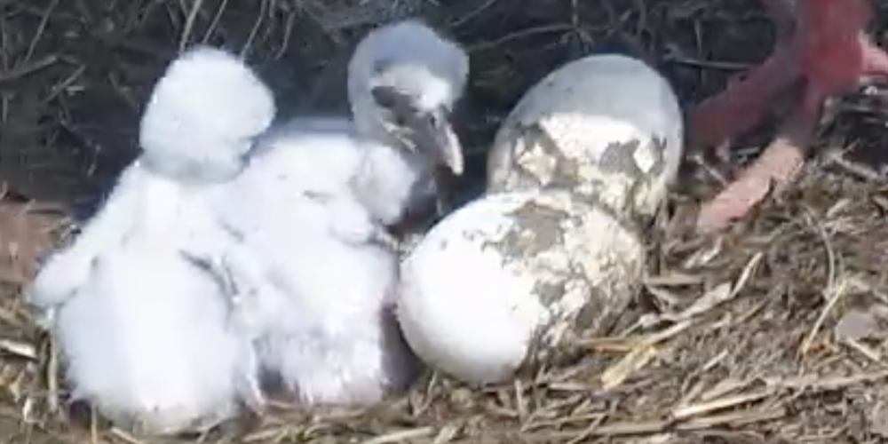 Die kleinen Störche im Nest bei der Seeanlage Lachen sind am Mittwoch geschlüpft.