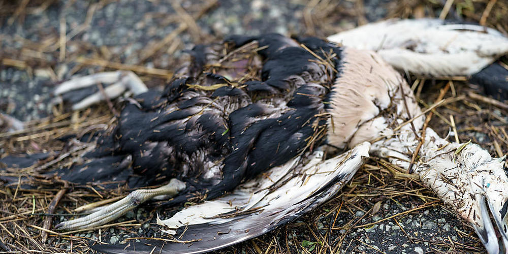 Im Vorarlberger Naturschutzgebiet Rheindelta sind zahlreiche Vögel an Vogelgrippe gestorben. (Symbolbild)