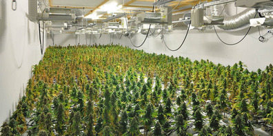Bild einer Indoor-Hanfanlage