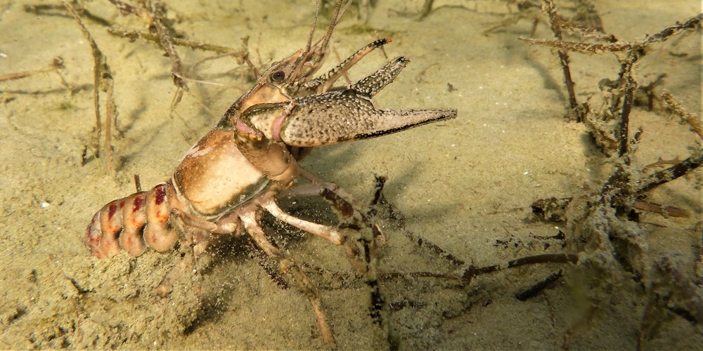 Ein Kamberkrebs, den Kuno von Wattenwyl, Abteilungsleiter Fischerei des Schwyzer Amts für Gewässer, 2017 beim Walenseeli im Zürichsee gefunden hat.