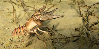 Ein Kamberkrebs, den Kuno von Wattenwyl, Abteilungsleiter Fischerei des Schwyzer Amts für Gewässer, 2017 beim Walenseeli im Zürichsee gefunden hat.